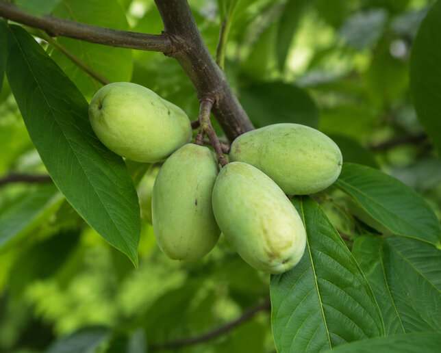 Asimina 'sunflower' - paw paw k1l - Asimina 'Sunflower' 
