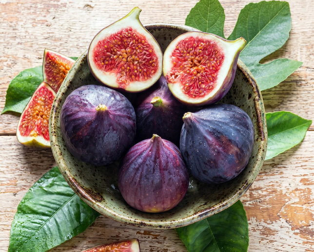 Ficus 'brogioto nero' - figovník - Ficus 'Brogioto Nero' 