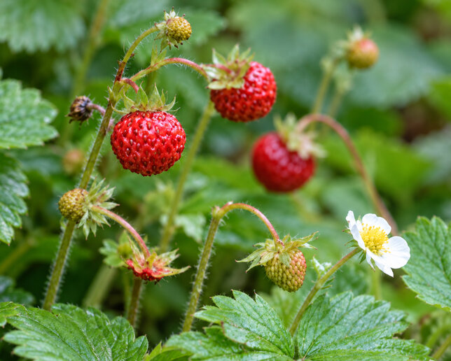 Fragaria 'alexandria' - lesná jahoda - Fragaria vesca