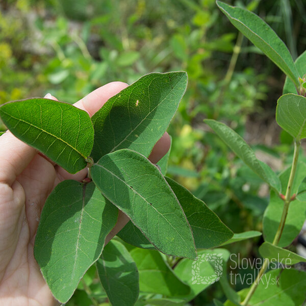 Lonicera 'aurora' - zemolez - 9252128 Lonicera 'Aurora' 01