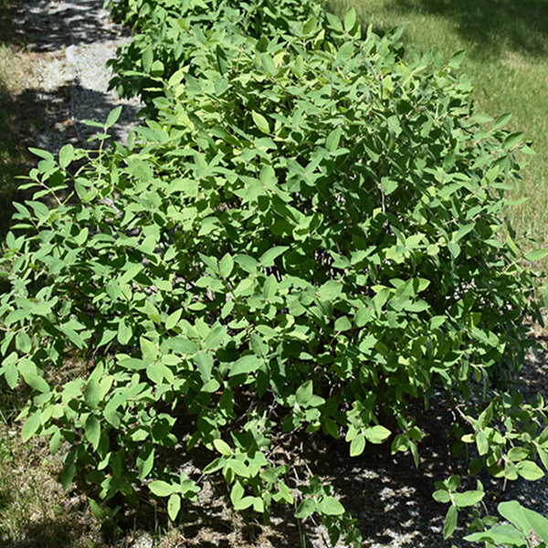 Lonicera 'aurora' - zemolez - 9252128 Lonicera 'Aurora' 02