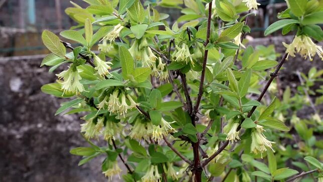 Lonicera 'honey bee' - zemolez - 9254168 Lonicera 'Honey Bee' 02