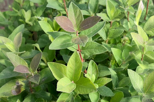 Lonicera 'jugana' - zemolez k9h - Lonicera 'Jugana' - zemolez K9H 2