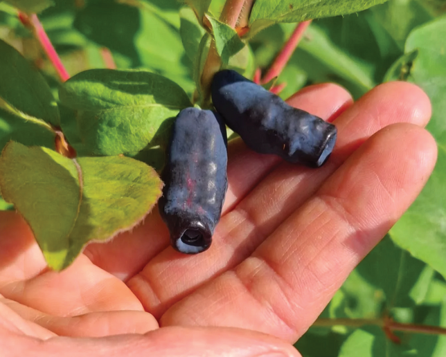 Lonicera 'jugana' - zemolez k9h - zimolez