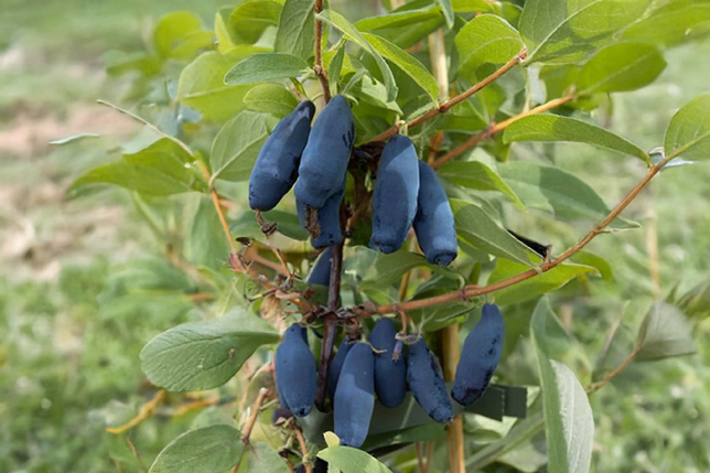 Lonicera 'vostorg' - zemolez k9h - Lonicera 'Vostorg' - zemolez K9H 1