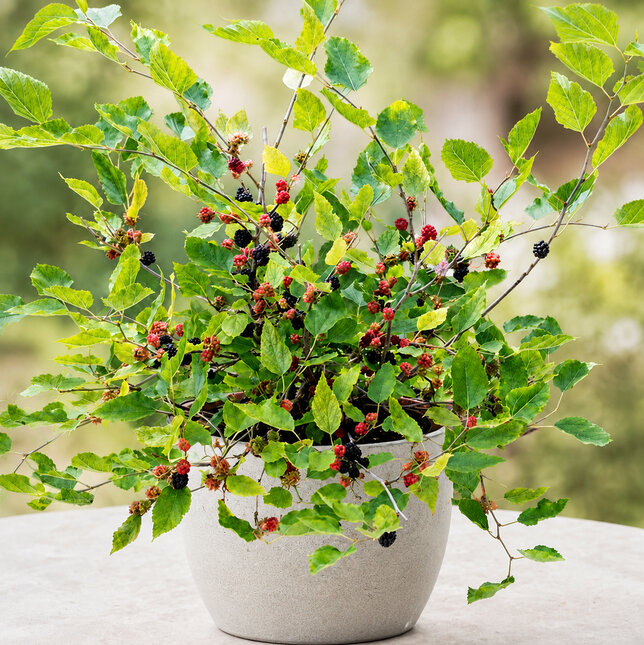 Morus 'mojo berry' - moruša k1l - Morus 'Mojo Berry' 