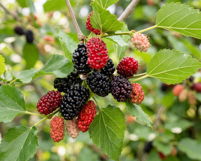 Morus 'mojo berry' - moruša k1l - Morus 'Mojo Berry'  1