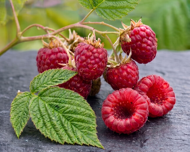 Rubus 'fallred' - malina k2l - Rubus 'Fallred'