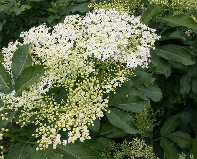 Sambucus 'haidegg 17' - baza - Sambucus 'Haidegg 17' - baza 1