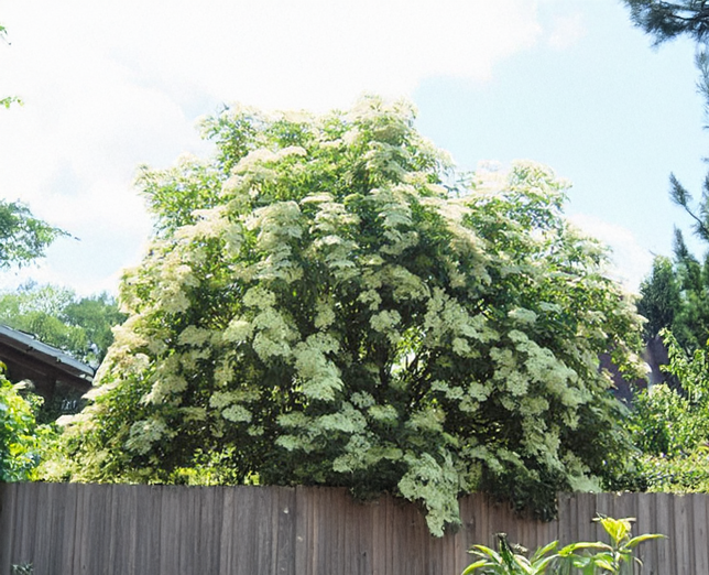 Sambucus 'haidegg 17' - baza - Sambucus 'Haidegg 17' - baza 2