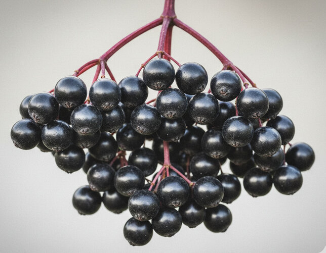 Sambucus 'haidegg 17' - baza - Sambucus 'Haidegg 17' baza plod