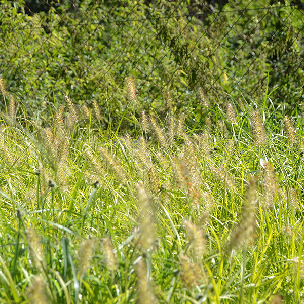 Pennisetum 'hameln gold' - perovec - 5241290 Pennisetum 'Hameln Gold' 02
