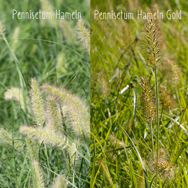 Pennisetum 'hameln gold' - perovec - 5241290 Pennisetum 'Hameln Gold' 04
