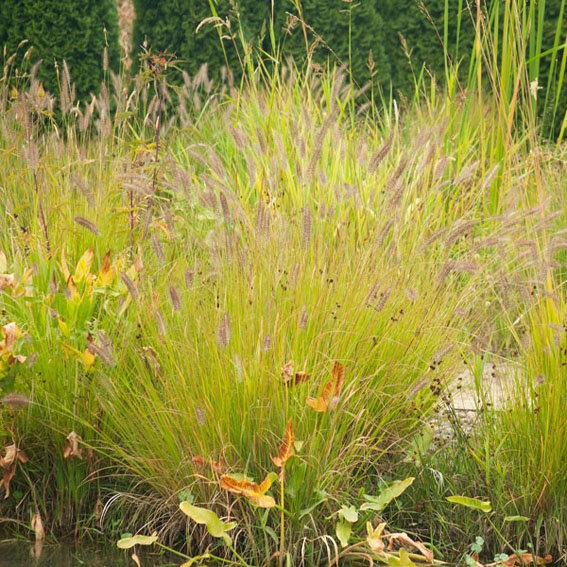 Pennisetum 'hameln gold' - perovec - 5241290 Pennisetum 'Hameln Gold' 10