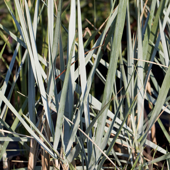 Leymus arenarius 'blue dune' - 9250714 Leymus arenarius 'Blue Dune' 01