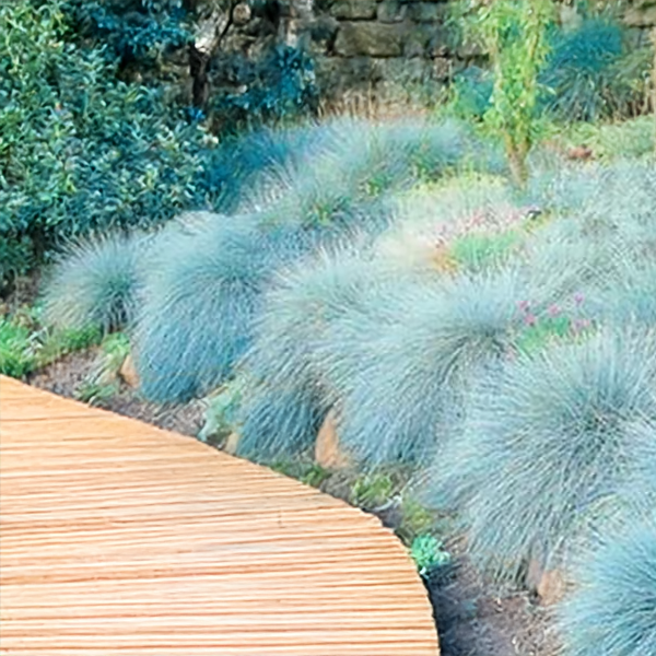 Festuca 'compacta blue' - kostrava k10,5l - 9254847 Festuca 'Compacta Blue' 02