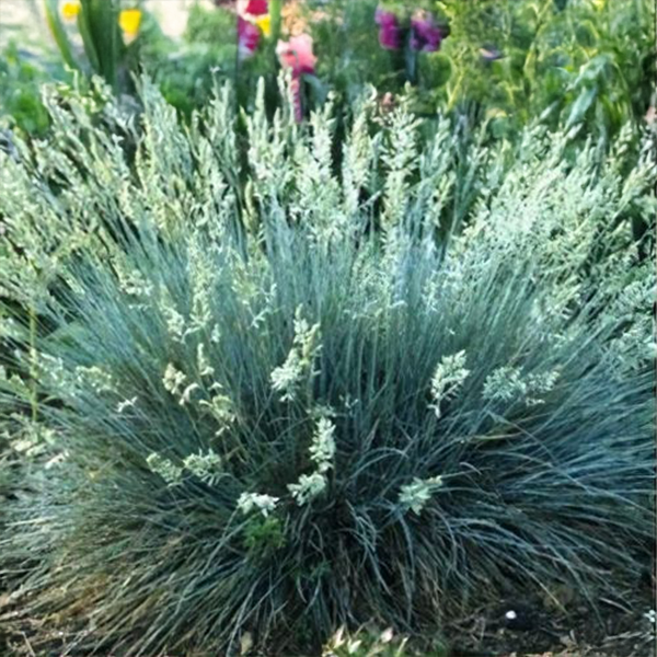 Festuca 'compacta blue' - kostrava k10,5l - 9254847 Festuca 'Compacta Blue' 03