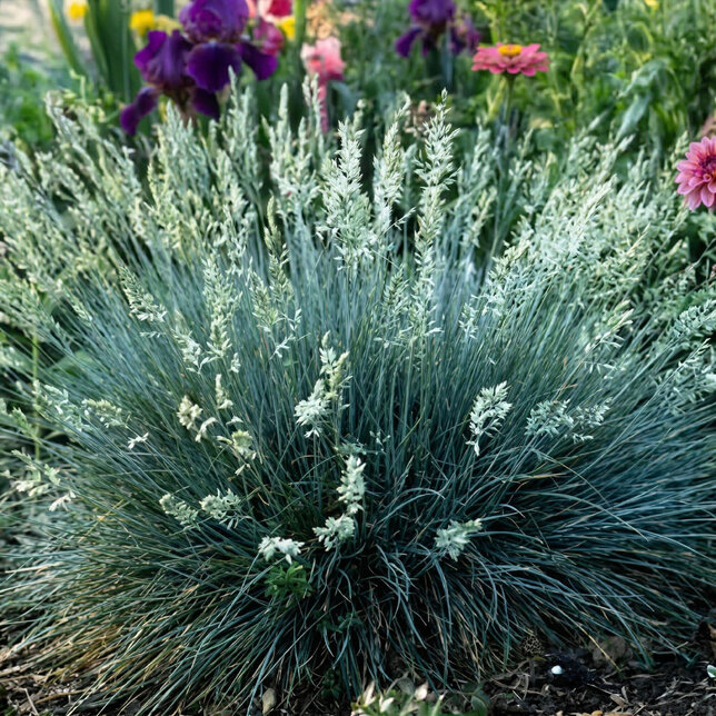 Festuca 'compacta blue' - kostrava k10,5l - Festuca 'Compacta Blue'