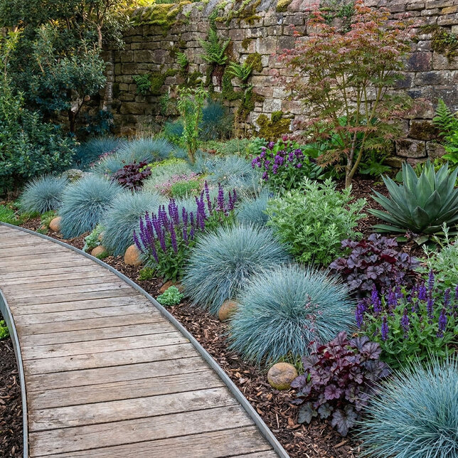 Festuca 'compacta blue' - kostrava k10,5l - Festuca 'Compacta Blue'  1