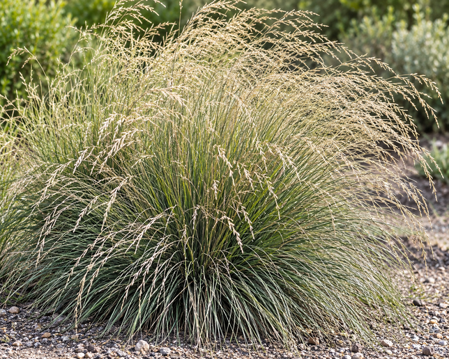 Festuca mairei - kostrava - Festuca mairei