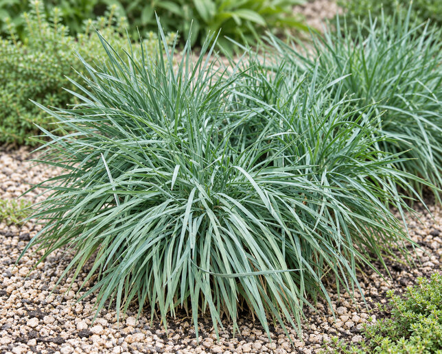 Koeleria 'coolio' - ometlina - Koeleria 'Coolio'
