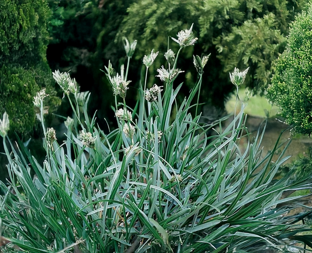 Sesleria caerulea - ostrevka - Sesleria caerulea - ostrevka 1