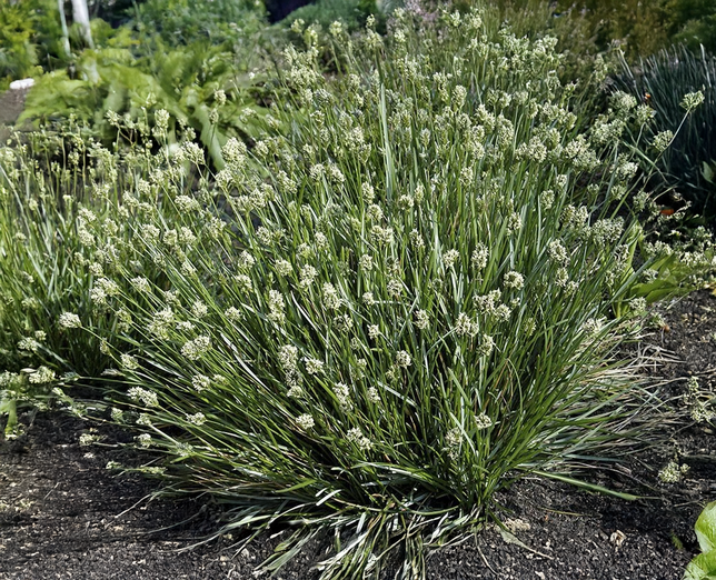 Sesleria caerulea - ostrevka - Sesleria caerulea - ostrevka 2