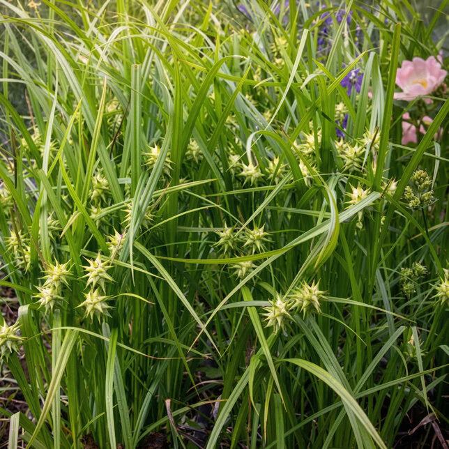 Carex grayi - ostrica - Carex gray 2