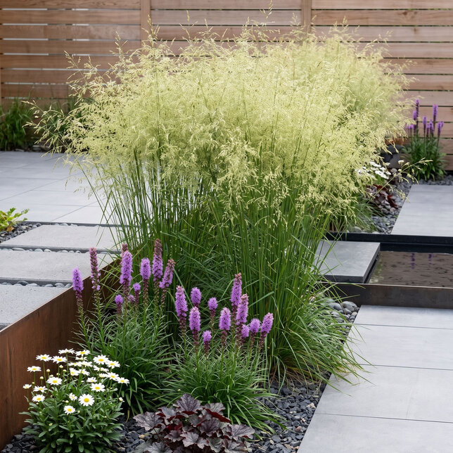 Deschampsia  'goldschleier' - metlica - Deschampsia  'Goldschleier'