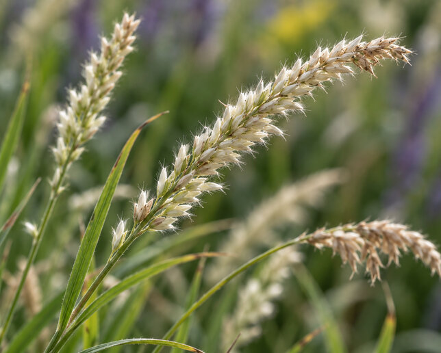 Melica ciliata - mednička - Melica ciliata  1