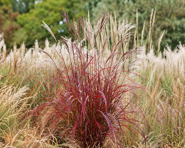 Miscanthus 'purple fall' - ozdobnica - Miscanthus 'Purple Fall' 