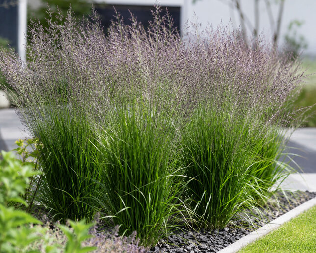 Molinia 'banshee' - bezkolenec - Molinia 'Banshee'