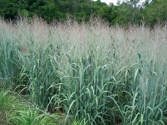 Panicum 'dallas blue' - proso - panicum-dallas-blue-proso
