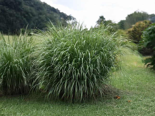 Panicum 'dallas blue' - proso - panicum-dallas-blue-proso 2_