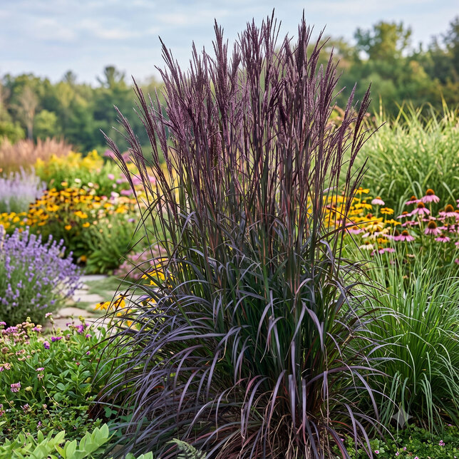 Schizachyrium 'blackhawks' - prstovka - Schizachyrium 'BlackHawks'