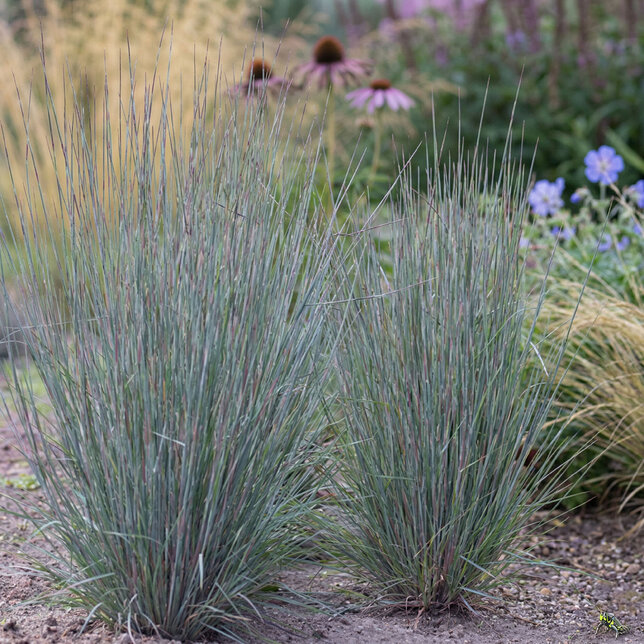 Schizachyrium 'blue heaven' - prstovka - Schizachyrium 'Blue Heaven' 