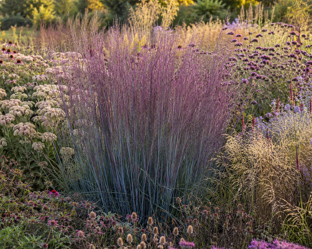 Schizachyrium 'blue paradise' - prstovka - Schizachyrium 'Blue Paradise' 