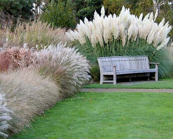 Cortaderia 'pumila' - pampová tráva - 6250830 Cortaderia 'Pumila' 02 (1)