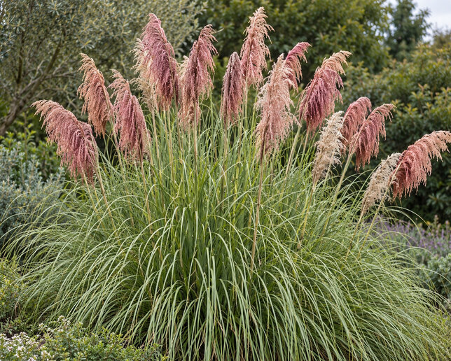 Cortaderia 'rose plume' - pampová tráva - Cortaderia 'Rose Plume' 