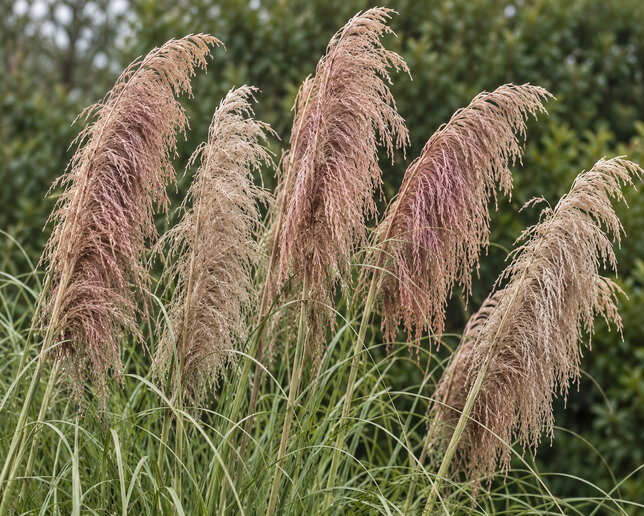 Cortaderia 'rose plume' - pampová tráva - Cortaderia 'Rose Plume'  kvet 