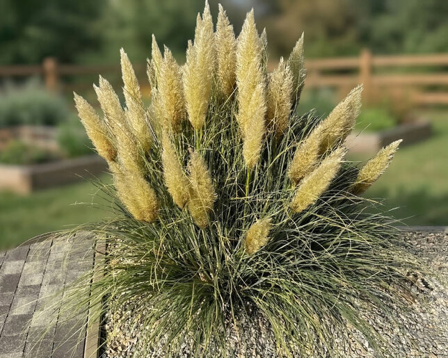 Cortaderia 'tiny pampa' - pampová tráva k2l - Cortaderia 'Tiny Pampa'