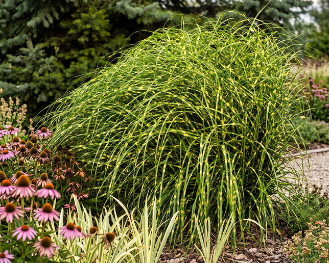 Miscanthus 'little zebra' - ozdobnica - Miscanthus 'Little Zebra'