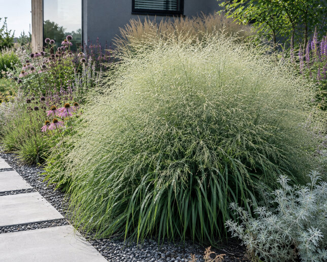 Panicum 'niagara falls' - proso - Panicum 'Niagara Falls' 