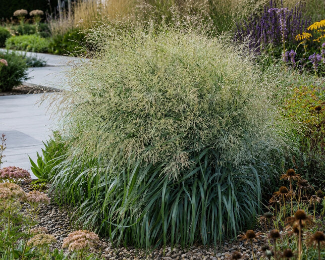Panicum 'niagara falls' - proso - Panicum 'Niagara Falls'  1