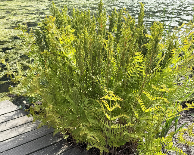 Osmunda 'purpurascens' - papraď - Osmunda regalis