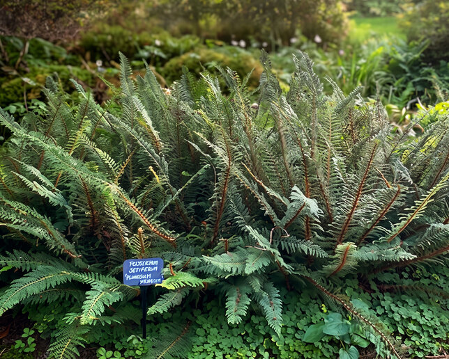 Polystichum 'plumosum' - papraďovec - Polystichum 'Plumosum'