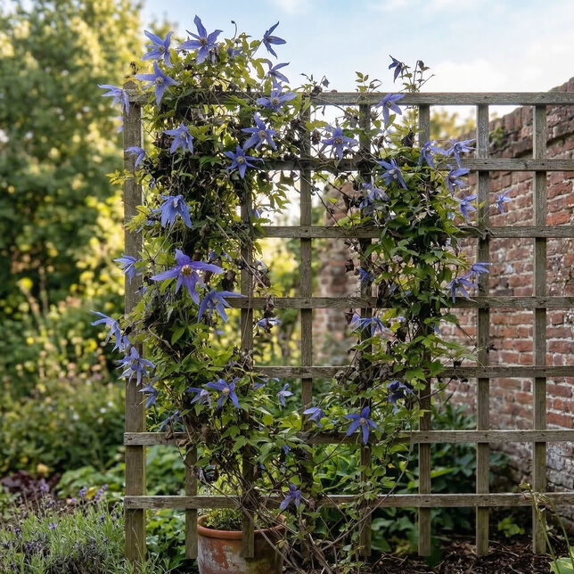 Clematis 'jiska' - plamienok k2l - Clematis 'Jiska' 1