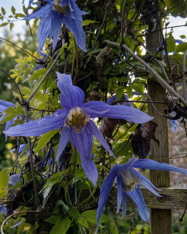 Clematis 'jiska' - plamienok k2l - Clematis 'Jiska'  2