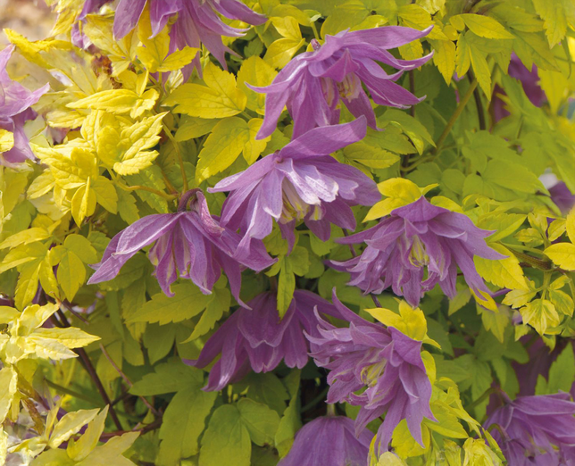 Clematis 'luminous dusk' - plamienok k2l - Clematis 'Luminous Dusk' - plamienok K2L 1