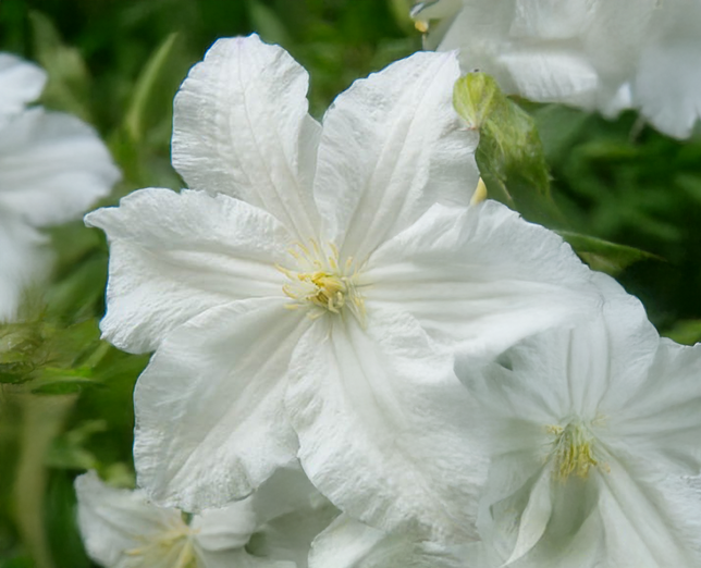 Clematis 'snow storm' - plamienok k2l - Clematis 'Snow Storm' - plamienok K2L 1